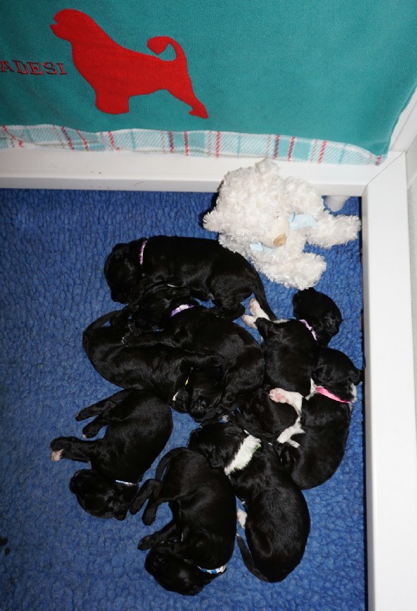 Two Weeks old