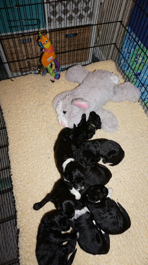New puppy play pen