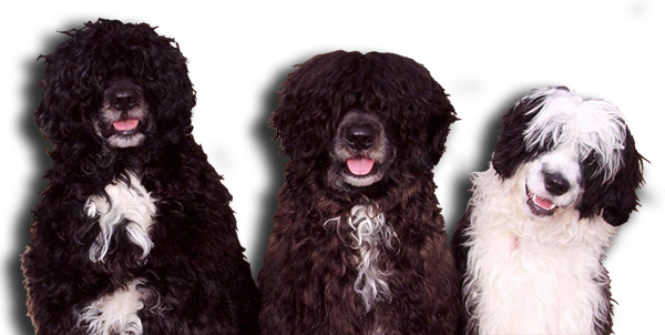 Caladesi Portuguese Water Dogs header