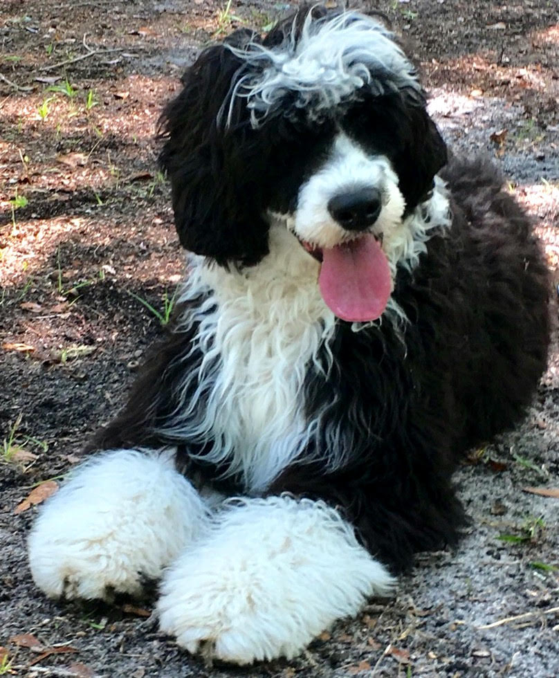 Candi, Caladesi Portuguese Water Dog