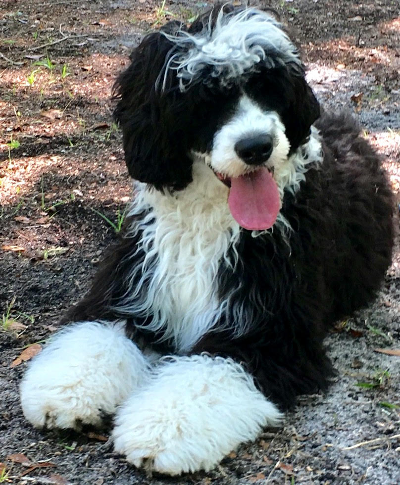 Candi, Caladesi Portuguese Water Dog