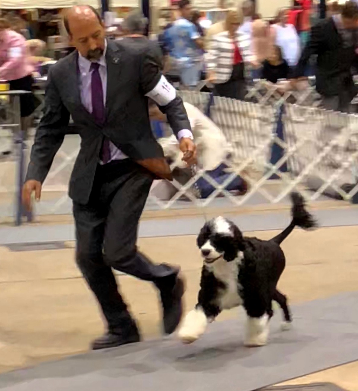 Candi, Caladesi Portuguese Water Dog