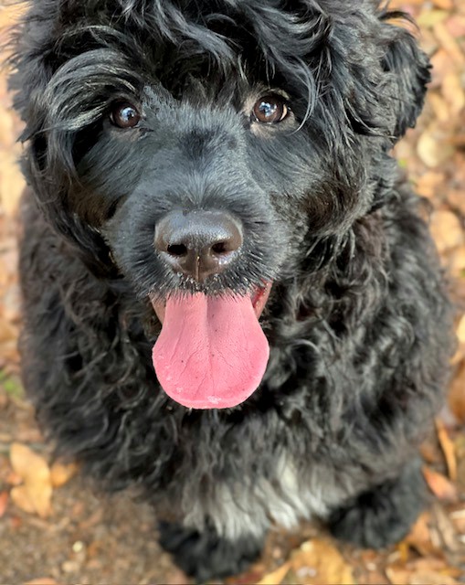 Delta, a Caladesi Portuguese Water Dog