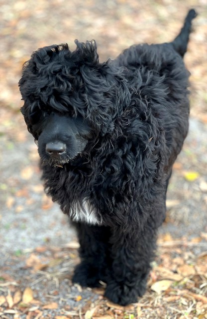 Delta, a Caladesi Portuguese Water Dog