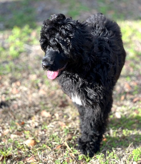 Delta, a Caladesi Portuguese Water Dog