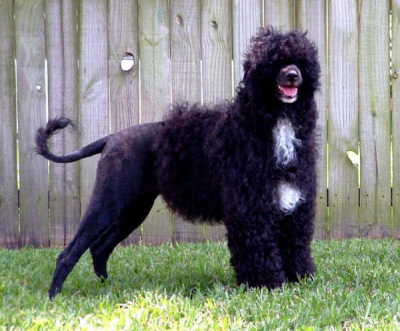 Delta, a Caladesi Portuguese Water Dog