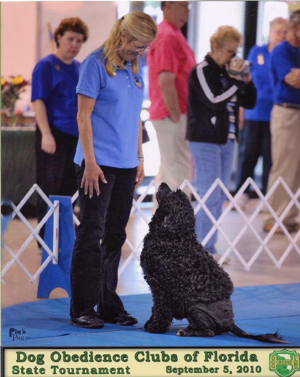 Delta, a Caladesi Portuguese Water Dog