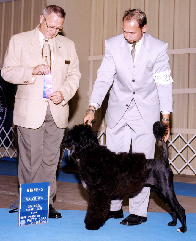 Delta, a Caladesi Portuguese Water Dog