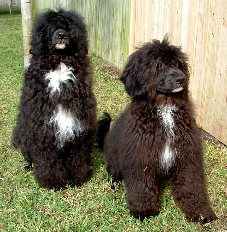 Echo, a Caladesi Portuguese Water Dog