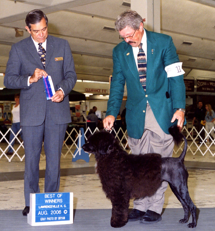 Echo, a Caladesi Portuguese Water Dog