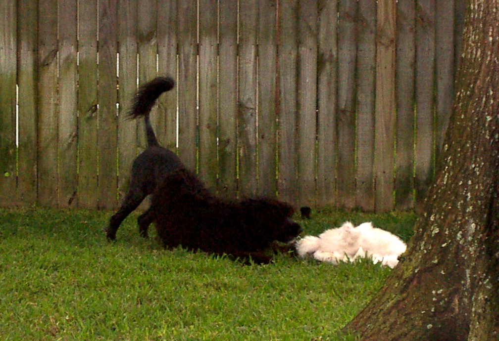 Echo, a Caladesi Portuguese Water Dog