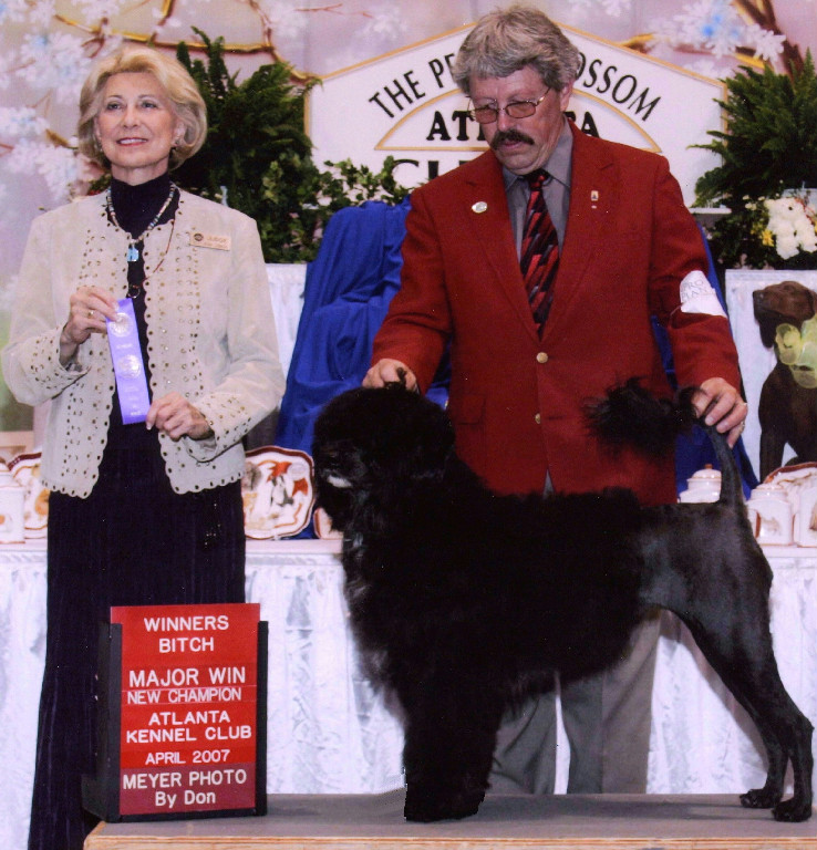 Echo, a Caladesi Portuguese Water Dog