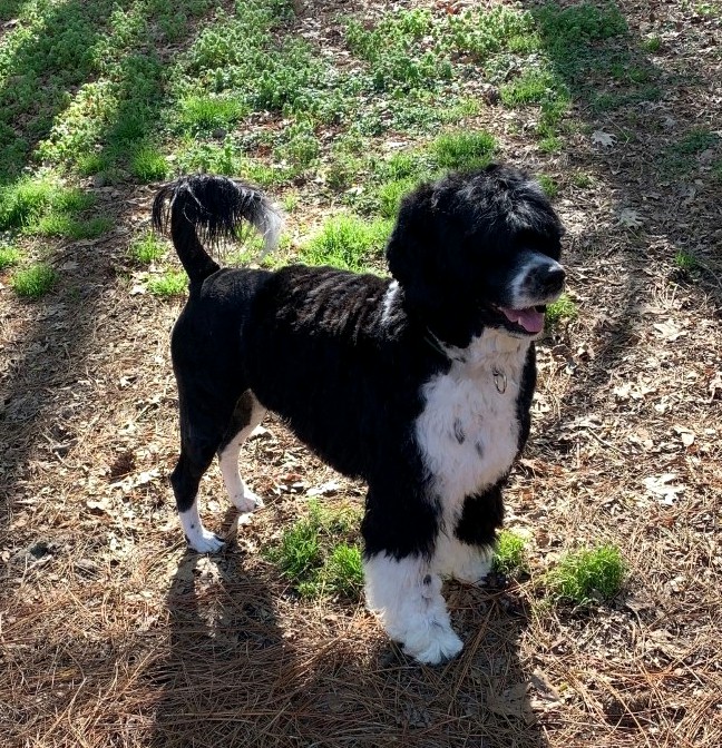 Eddie, Caladesi Portuguese Water Dog