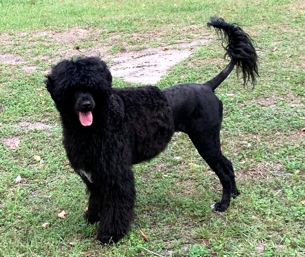 flame, Caladesi Portuguese Water Dog