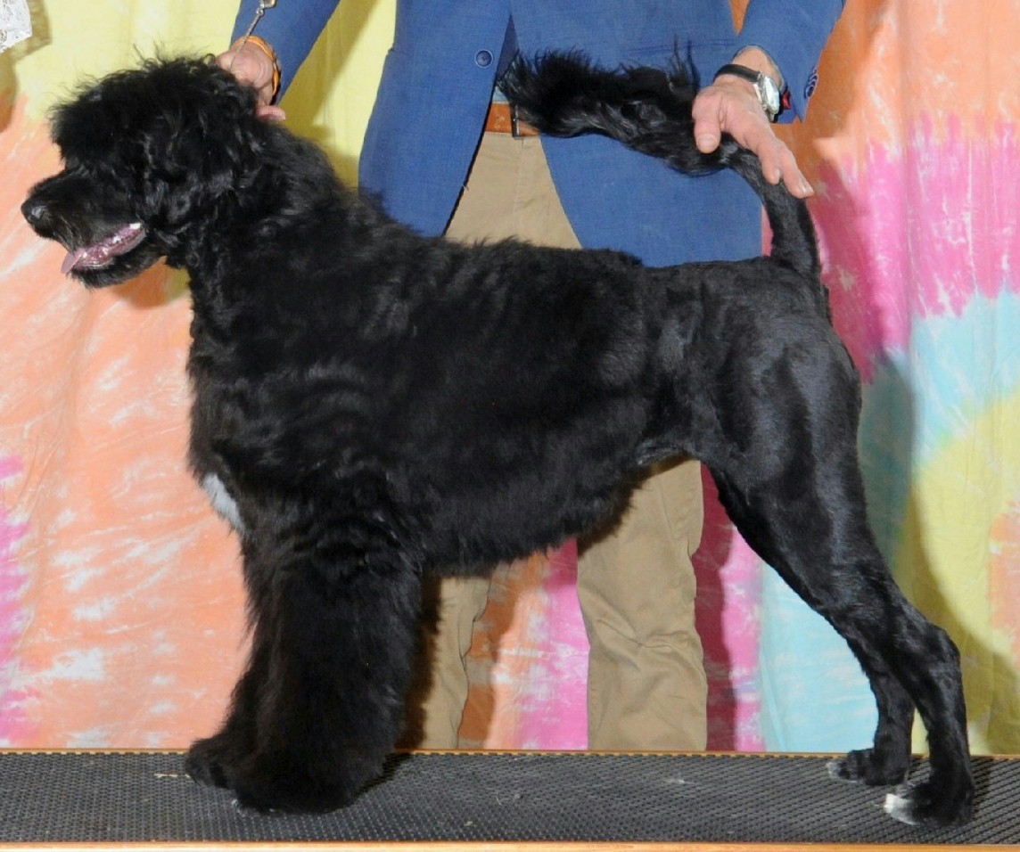 flame, Caladesi Portuguese Water Dog