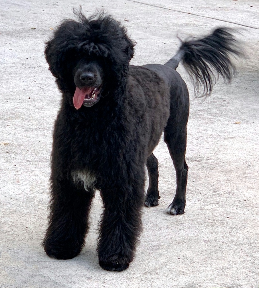 flame, Caladesi Portuguese Water Dog