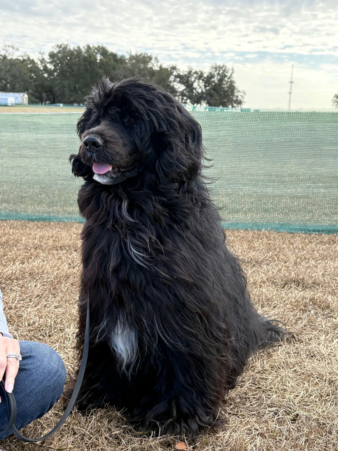 Laddie, Caladesi Portuguese Water Dog
