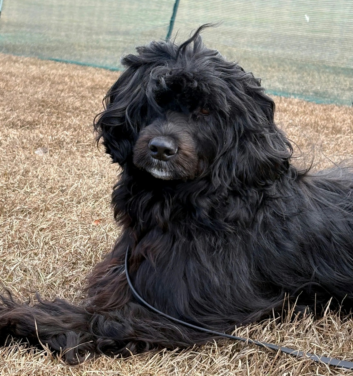 Laddie, Caladesi Portuguese Water Dog
