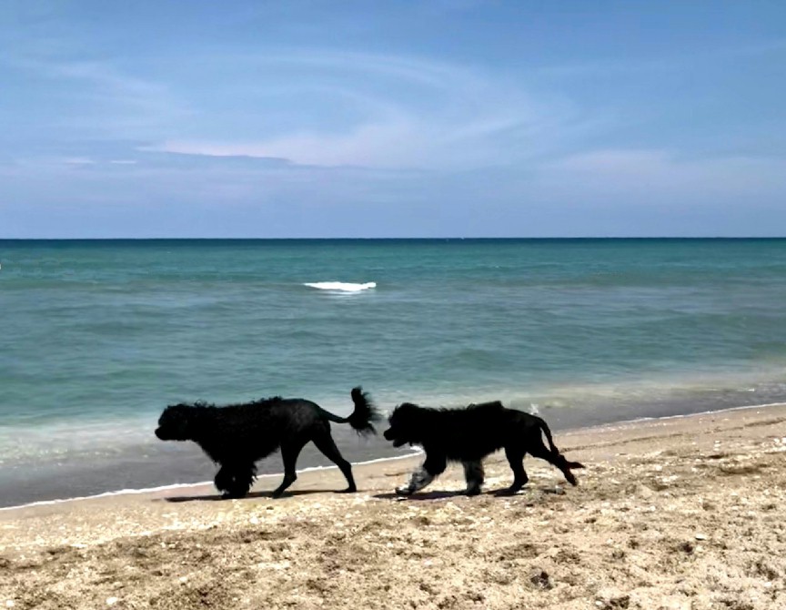 Pepper, a Caladesi Portuguese Water Dog