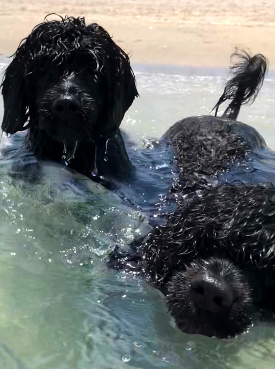 Pepper, a Caladesi Portuguese Water Dog