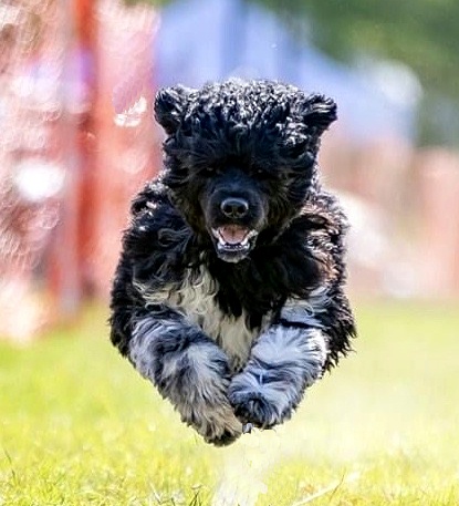 Pepper, a Caladesi Portuguese Water Dog