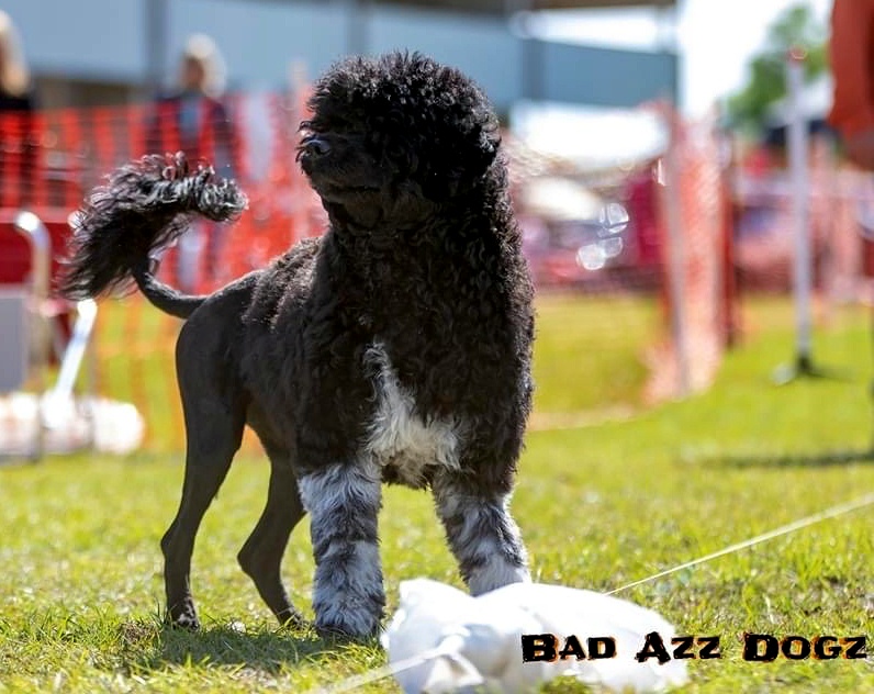 Pepper, a Caladesi Portuguese Water Dog