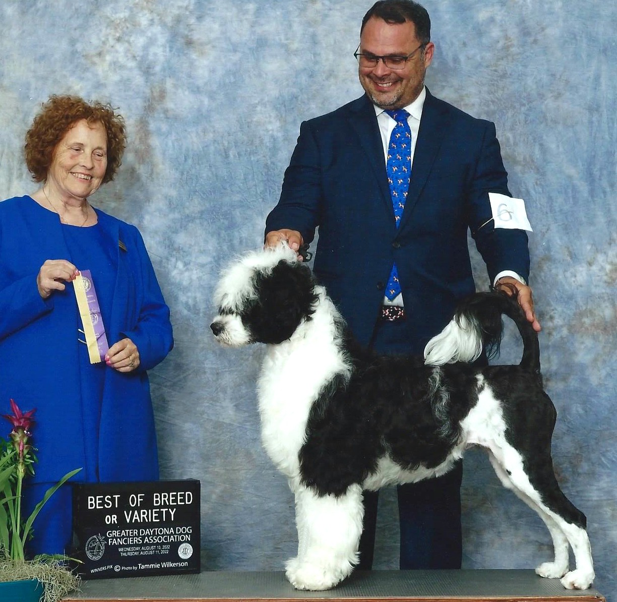 flame, Caladesi Portuguese Water Dog