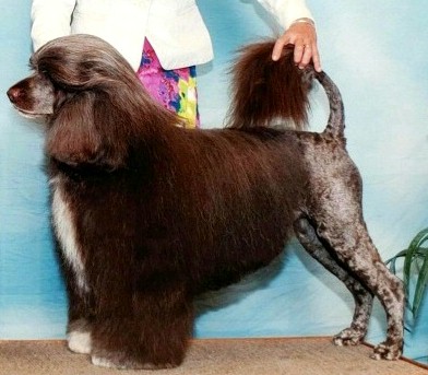 Renzie, Caladesi Portuguese Water Dog