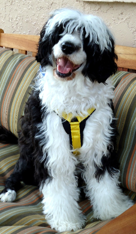 Tango, a Caladesi Portuguese Water Dog