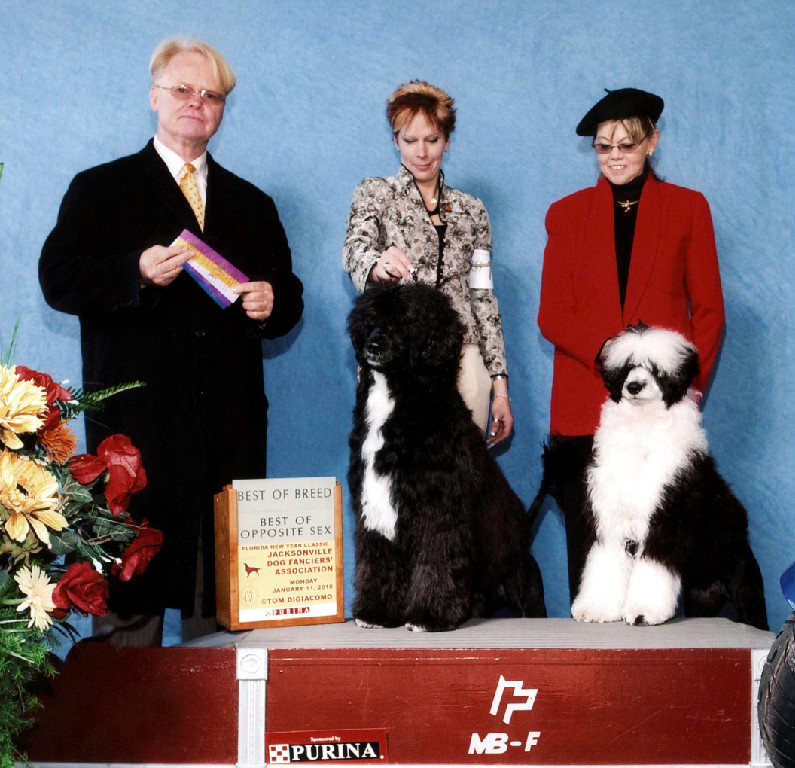 Three Portuguese Water Dogs