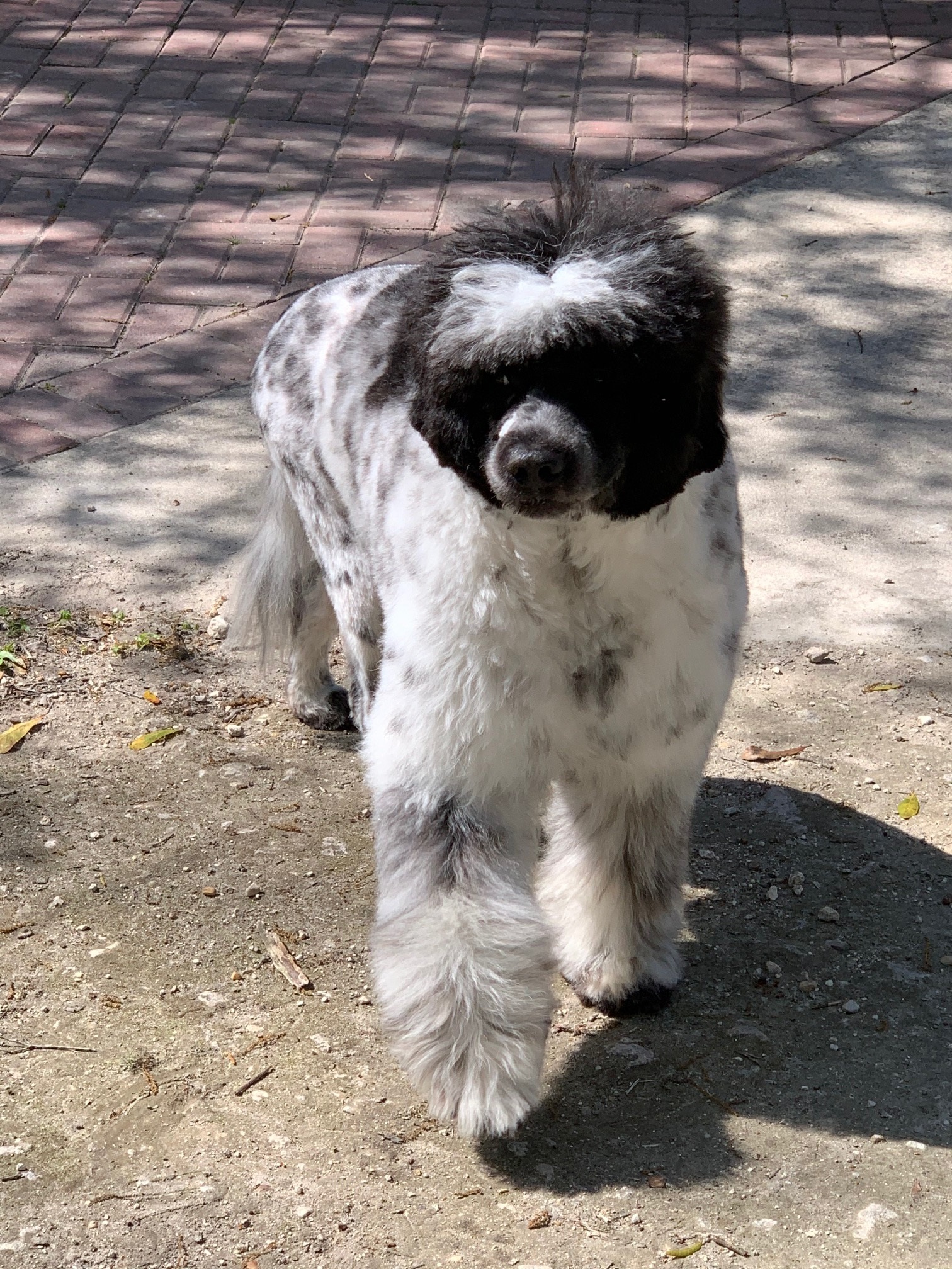 thunder, Caladesi Portuguese Water Dog