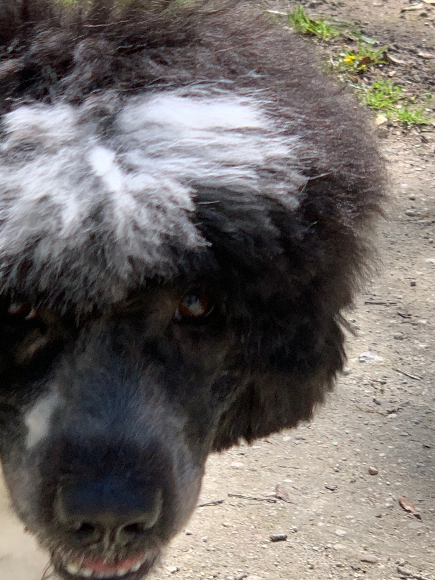 thunder, Caladesi Portuguese Water Dog