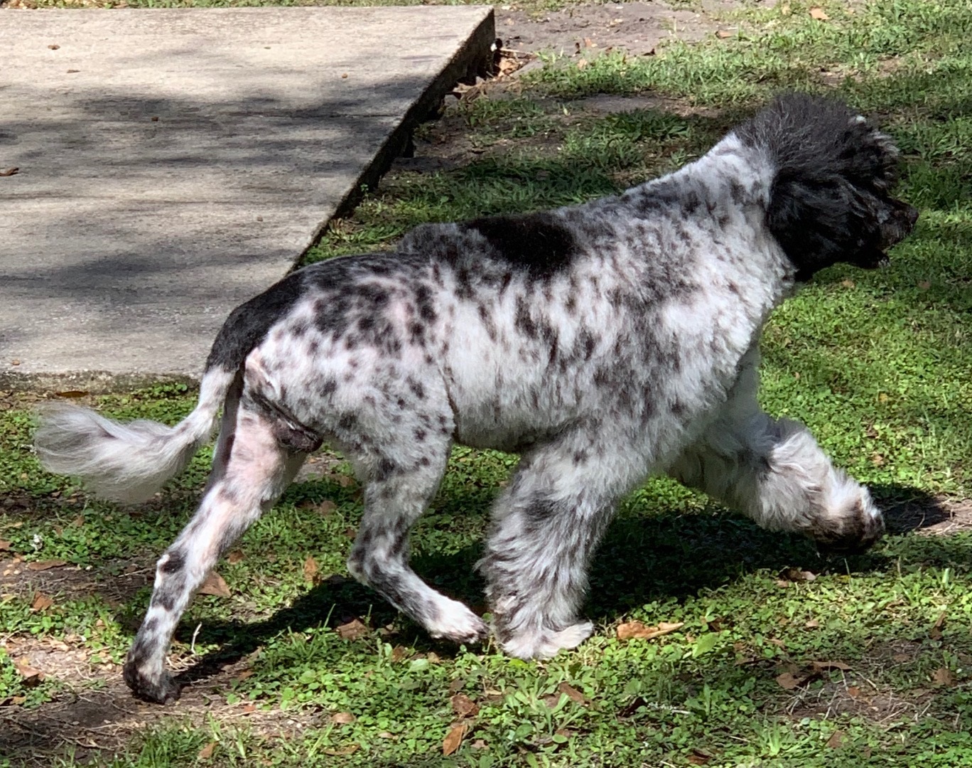 Thunder, a Caladesi Portuguese Water Dog