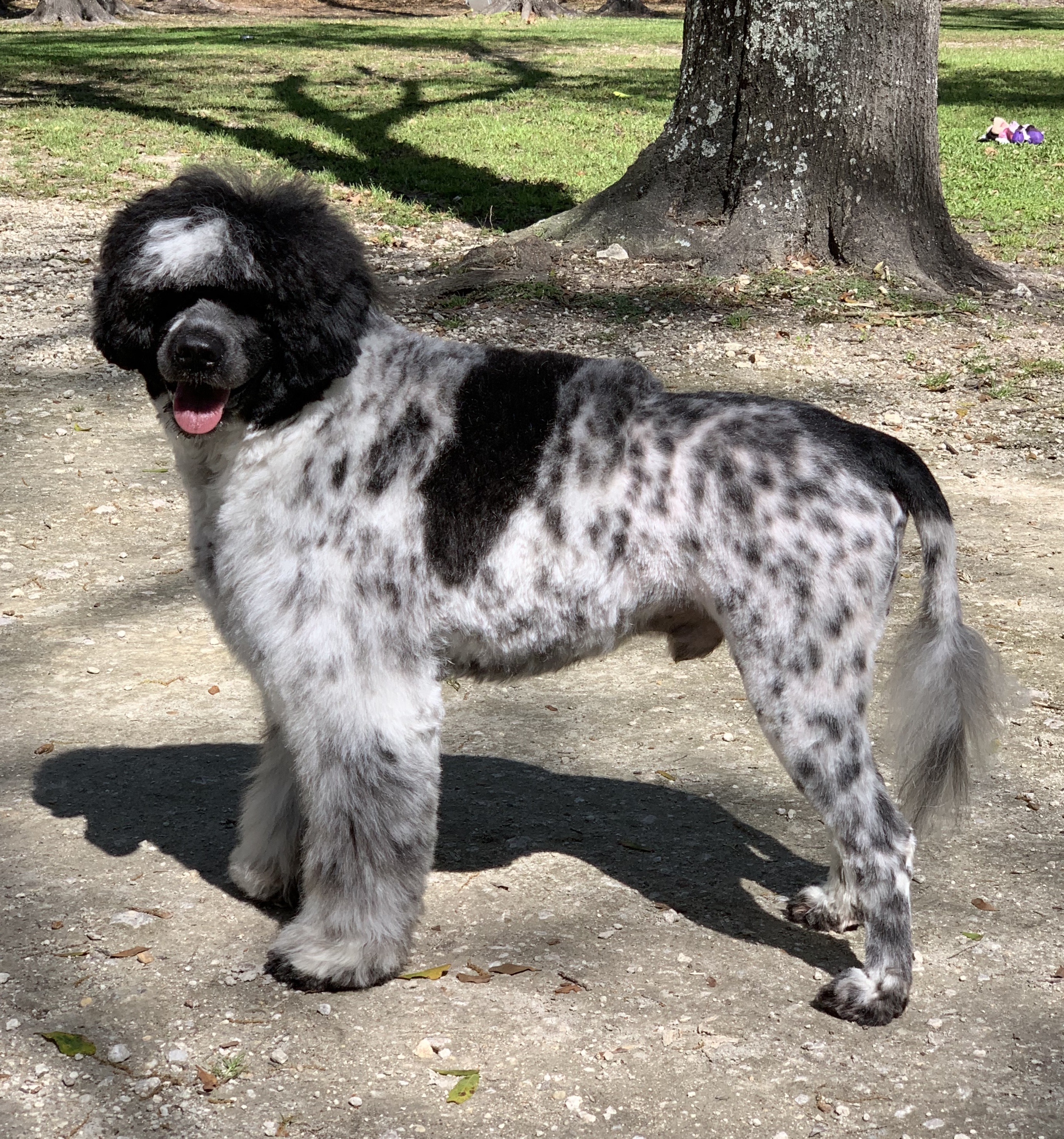 thunder, Caladesi Portuguese Water Dog