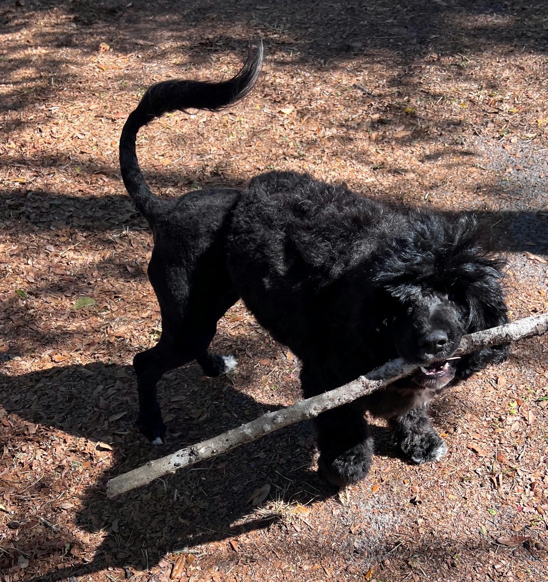 Zena, Caladesi Portuguese Water Dog