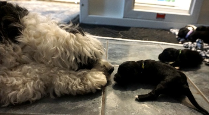 Brand new puppies in their first week