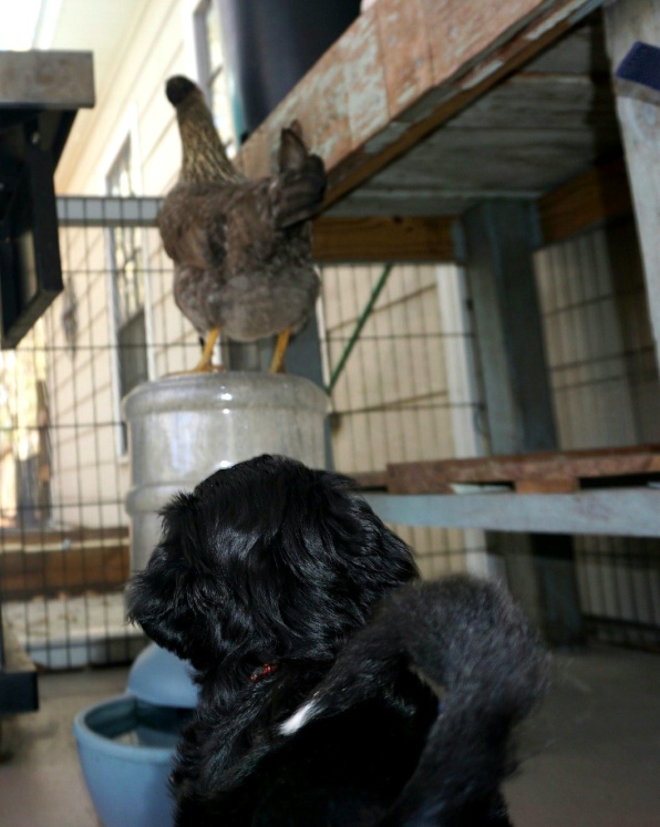 PWD Puppy drinking water